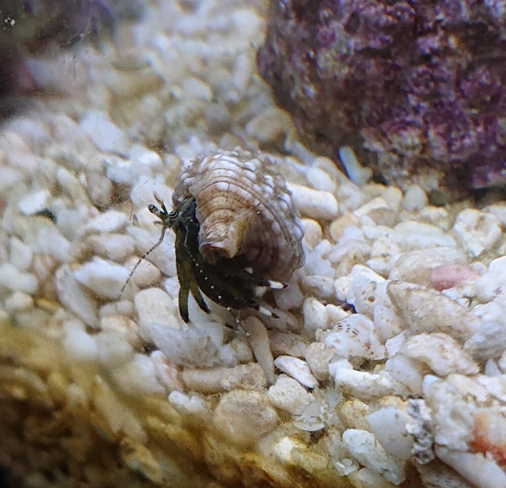 海で岩場にいたのを拾ってきて 家の海水水槽で飼育を始めました このヤド Yahoo 知恵袋