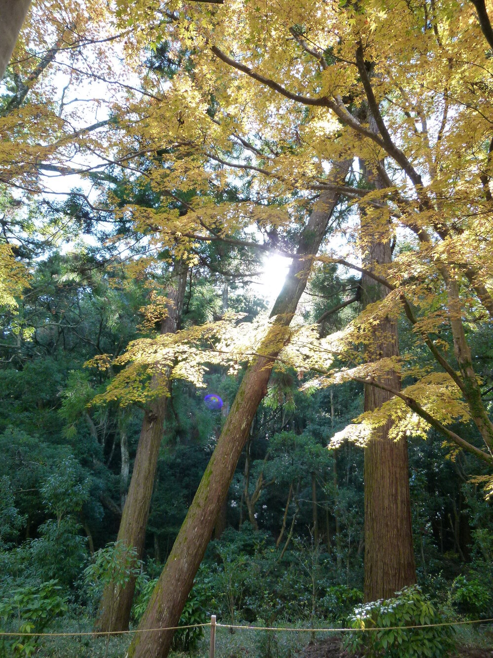 カメラレンズによるゴーストでしょうか 写真関連全くの素人です パ Yahoo 知恵袋