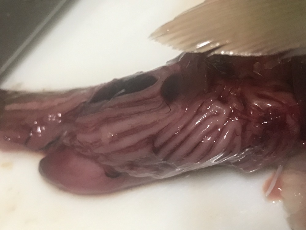 画像 魚の内臓これ何ですか 閲覧注意 ちなみに口にはタイノ Yahoo 知恵袋