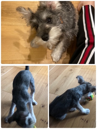 子犬の初トリミング大失敗で死ぬほど落ち込んでるんで誰か慰めてください Yahoo 知恵袋