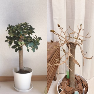 初めて 植物を育て始めました パンダガジュマルです 幹 Yahoo 知恵袋