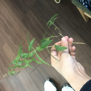 挿木について教えてください レモンバーベナの枝が折れてしまいました 今 Yahoo 知恵袋