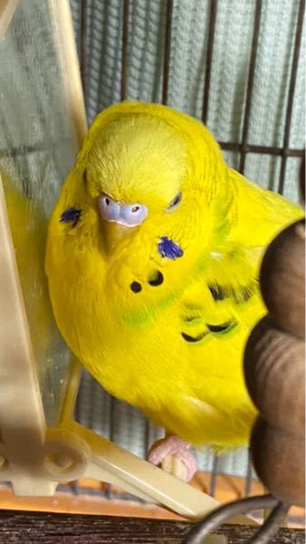 二四田東さんに質問です！ - セキセイインコの品種について質問です