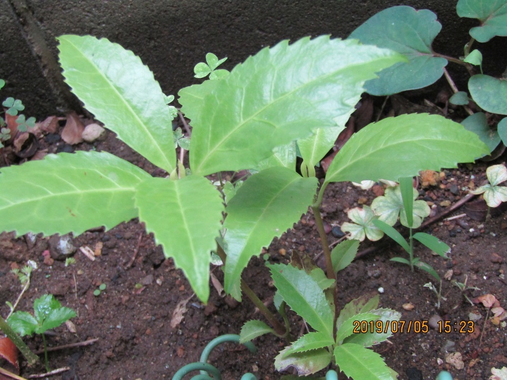 センリョウ 千両 は種と挿し木どちらが早く成長しますか また 発芽率 Yahoo 知恵袋