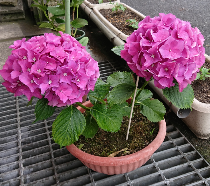 昨年の7月に挿し木から育てた紫陽花ですが 最近の暖かさで新芽 Yahoo 知恵袋