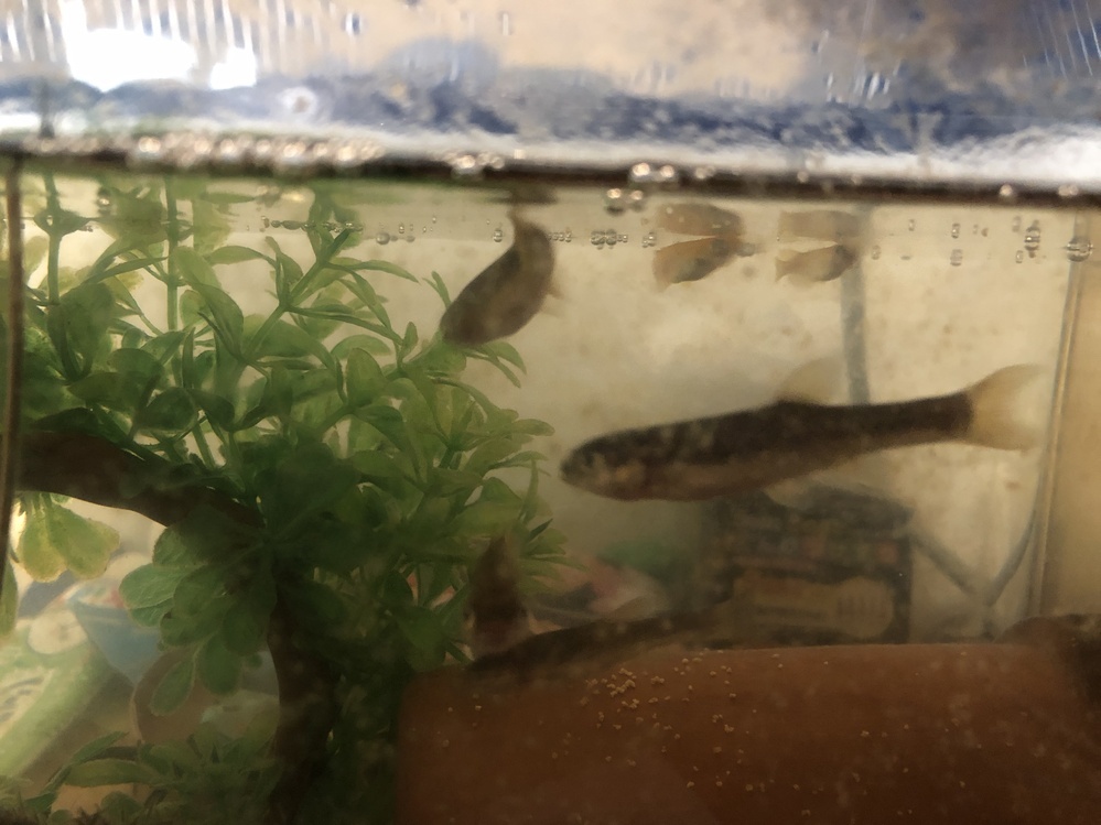 この魚は何の魚でしょうか 川でメダカと思って取ってきました カダヤシか Yahoo 知恵袋