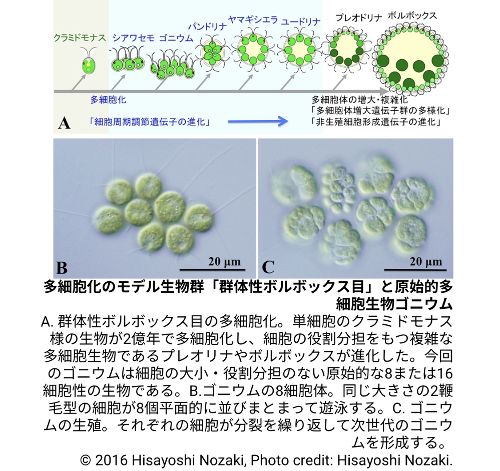 ボルボックスをつくる 一つ一つの細胞がクラミドモナスなのですか Yahoo 知恵袋