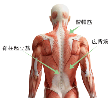 懸垂って順手と逆手でそんなに大きくきたわる部位が変わるのですか Yahoo 知恵袋