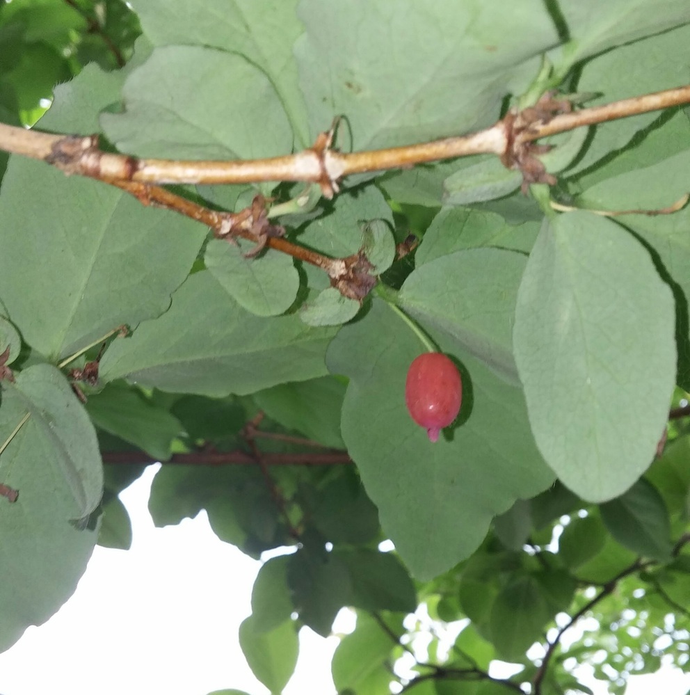 植物のグミについて教えて下さい 実家にあるグミの木の種 Yahoo 知恵袋