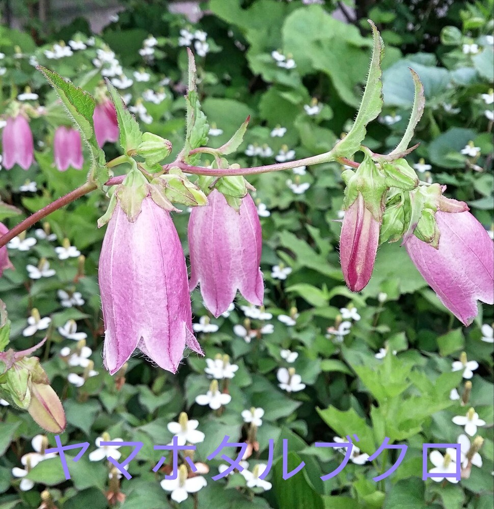 この花てホタルブクロですか ヤマホタルブクロですか わかる方 Yahoo 知恵袋