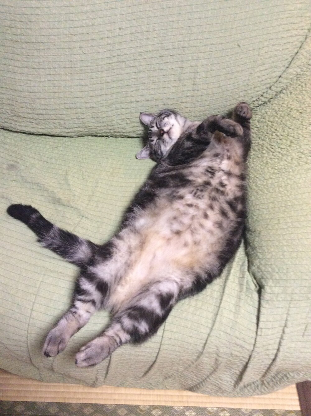 飼い猫 生後半年 が 高い餌しかたべなくなりました 例えるなら Yahoo 知恵袋