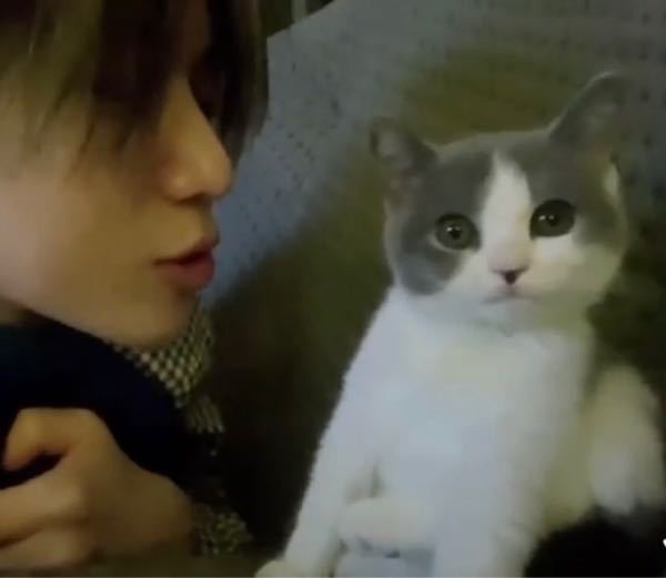 テミンの愛猫 クンちゃんは何という種類の猫ですか また まるまる Yahoo 知恵袋