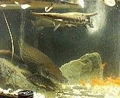 スポッテッド ガーの飼育方法を教えて下さいペットショップにある熱帯 Yahoo 知恵袋