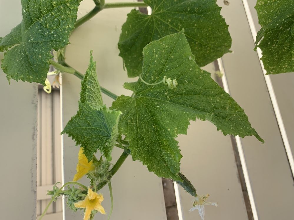 プランターできゅうりを育てています うどんこ病と見られる症状が出 Yahoo 知恵袋