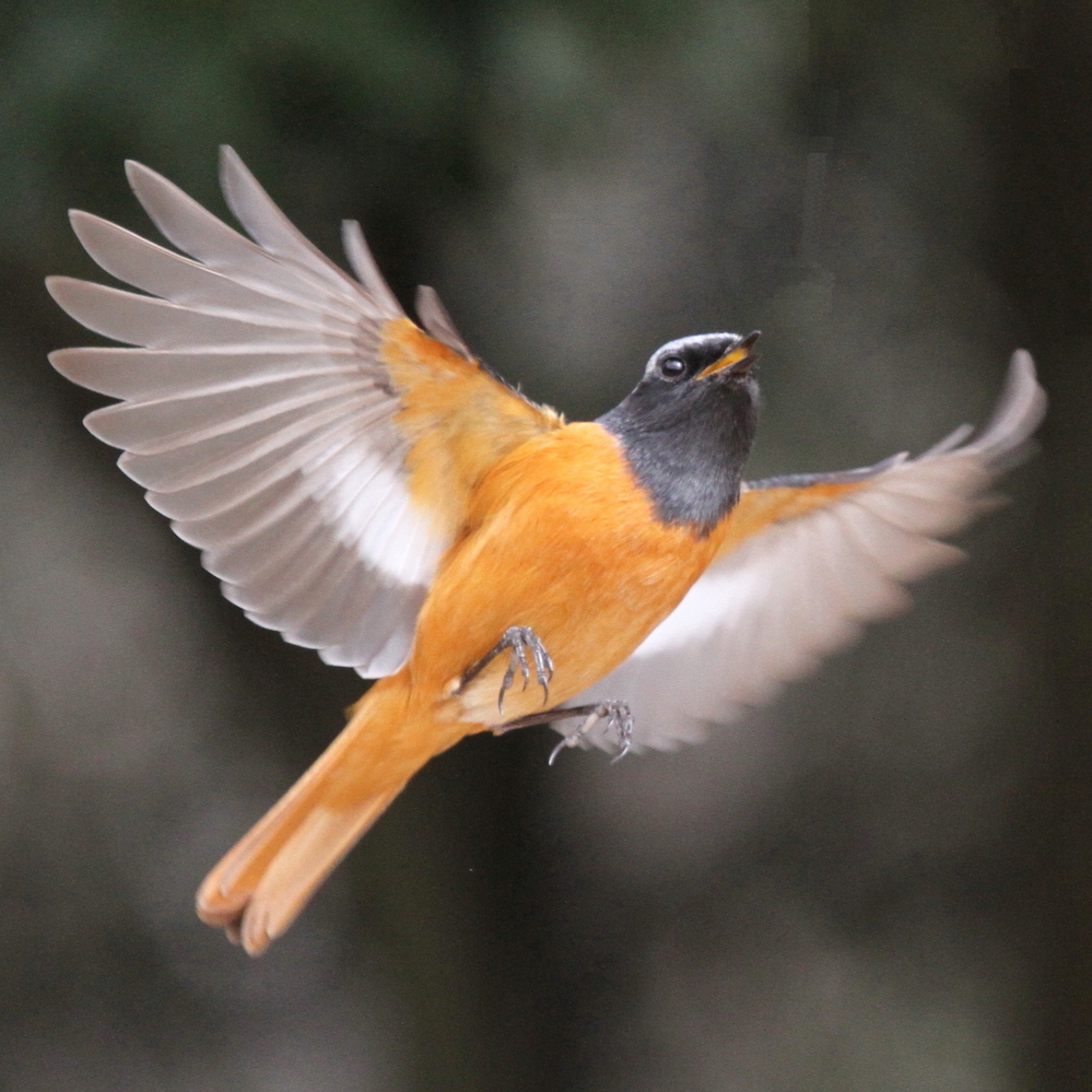 美術で野鳥の絵を描くことになったんですが 綺麗な色の描きやす Yahoo 知恵袋