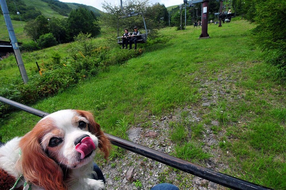 犬が舌をぺろっと出す理由は何ですか 暑くて口をあけて舌を出すのとは別に Yahoo 知恵袋