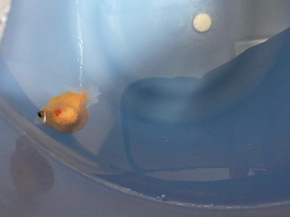 ピンポンパールについて質問です 薬浴をバケツでしているのです Yahoo 知恵袋