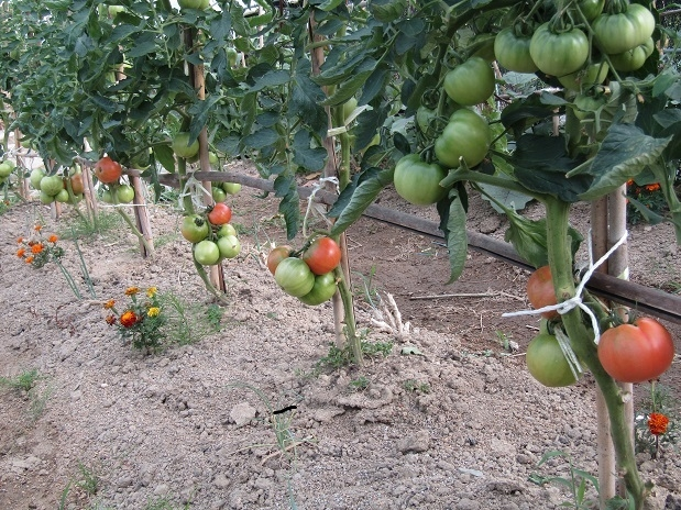 トマトの連作障害対策を教えて下さい 家庭菜園なもので 畑とし Yahoo 知恵袋