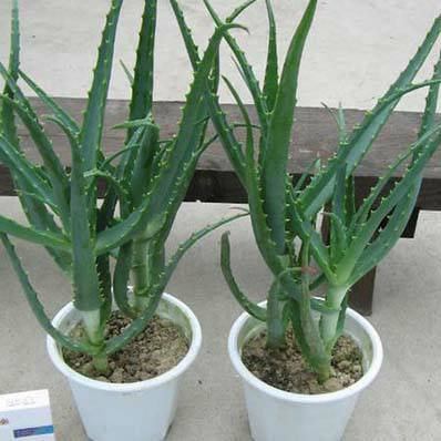 リスカしたいけど跡が残るのでこれ以上したくないと思っているのですが リ Yahoo 知恵袋