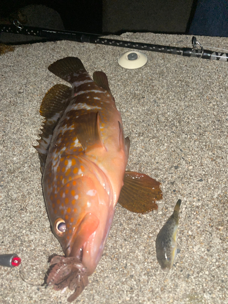 フグを食べていた魚釣りをして 釣った魚が フグを食べていまし Yahoo 知恵袋