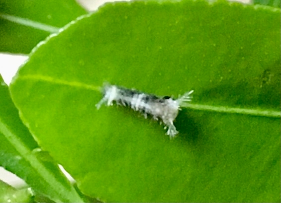 アゲハ蝶を育てたくて鉢植えで柚を育てています いくつか卵から幼虫がかえ Yahoo 知恵袋