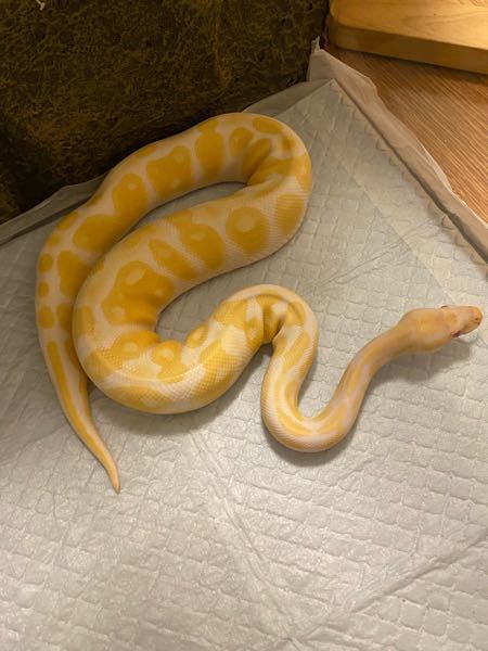 ボールパイソンについて複数質問したいです 1歳 約80cmで42 Yahoo 知恵袋