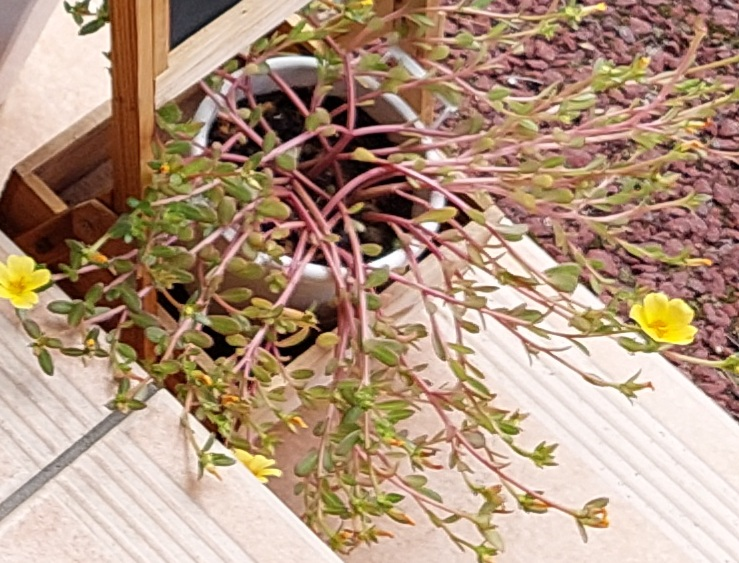 ポーチュラカという花は 多肉植物ですか 黄色の花が可愛 Yahoo 知恵袋