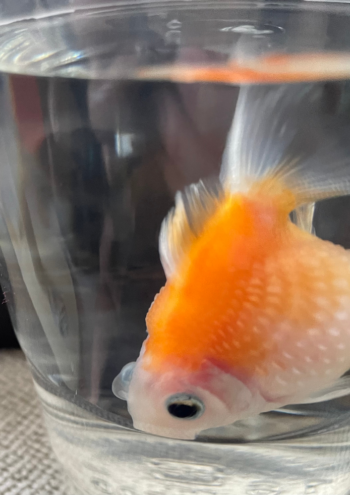 助けてください ピンポンパールの事で何度か質問させて頂きました メスの Yahoo 知恵袋