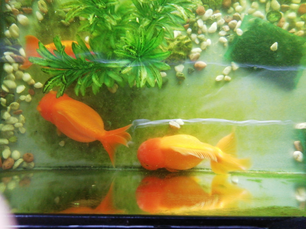 10年くらい生きている金魚さん達です 巨大化しています 毎年 Yahoo 知恵袋