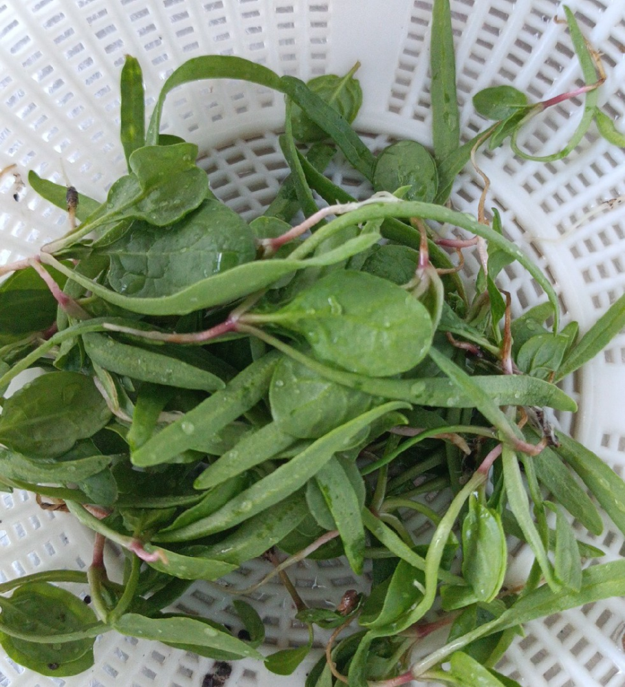 今日カブとほうれん草の間引きをしたのですが 株の間引きは味噌 Yahoo 知恵袋