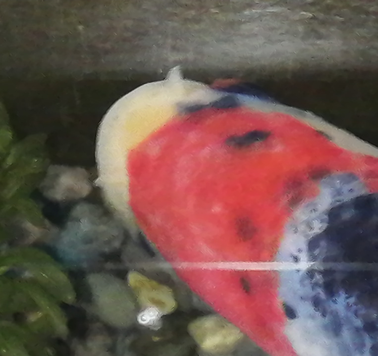 屋外の60cm水槽で飼育している金魚の頭が病気になったみたいです 冬眠 Yahoo 知恵袋