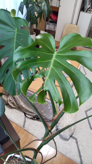 巨大モンステラ 太茎 2枚葉 095