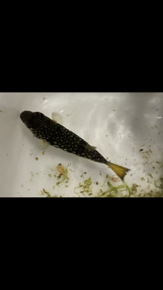 磯遊びをしていて 釣りをしているおじさんからもらったフグなのですが 何 Yahoo 知恵袋