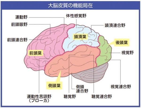 この事故で女の子は頭蓋骨骨折とのことですが 頭蓋骨骨折していても一応会 Yahoo 知恵袋