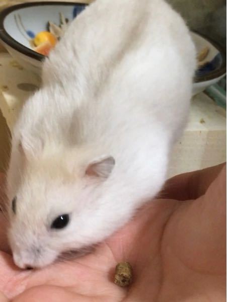 ペットショップでイエローラインというカラーのジャンガリアンハムスターを Yahoo 知恵袋