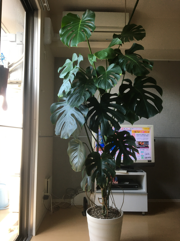 モンステラの剪定について天井に届きそうなので そろそろ剪定しようかと思 Yahoo 知恵袋