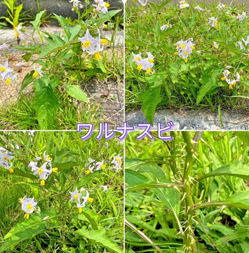 この花の名前を教えてください ワルナスビに見えます Ht Yahoo 知恵袋