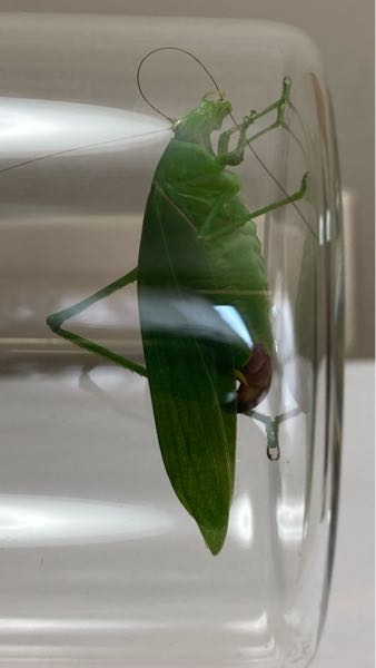 この昆虫の種類を根拠資料付きで解答願います かわいい角度ですね Yahoo 知恵袋