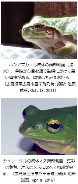 子供が連れて帰って来たオタマジャクシがカエルになりました 何 Yahoo 知恵袋