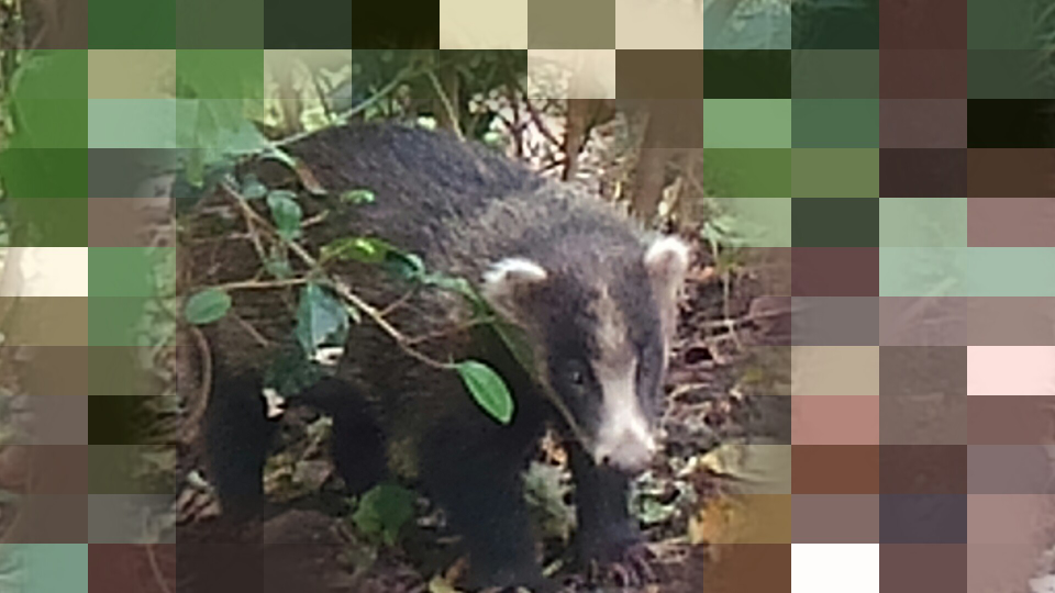 ハクビシンでしょうか 調べてみるとアナグマによく似ているのですが Yahoo 知恵袋