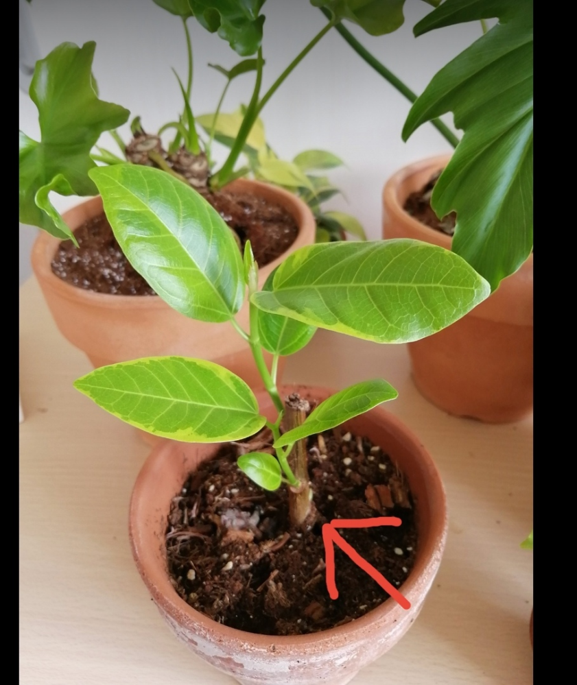 ウンベラータを挿し木にして、始め赤玉土に植えて発根したので、観葉