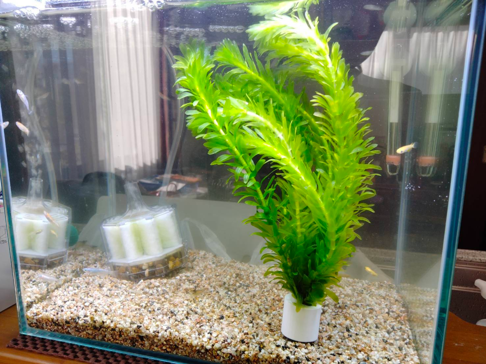 メダカ11匹中ここ数日で3匹が亡くなりました たぶんカビのメダカもいま Yahoo 知恵袋