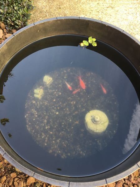外 で 金魚 を 飼う