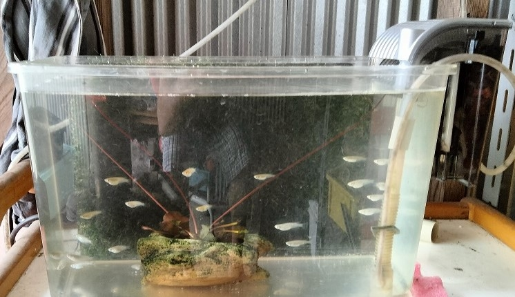 メダカ用 水槽 10Lサイズ×4個 底ろ過式 砂は付いていませ