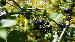 この植物はイヌホオズキでしょうか 以前聞いたことがあるんです Yahoo 知恵袋