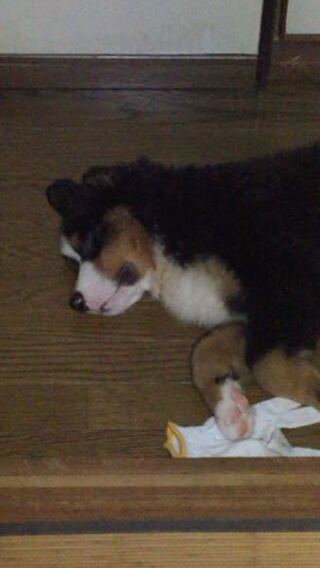 犬がケージの中でウンチまみれです 何度もなんどもバーニー Yahoo 知恵袋