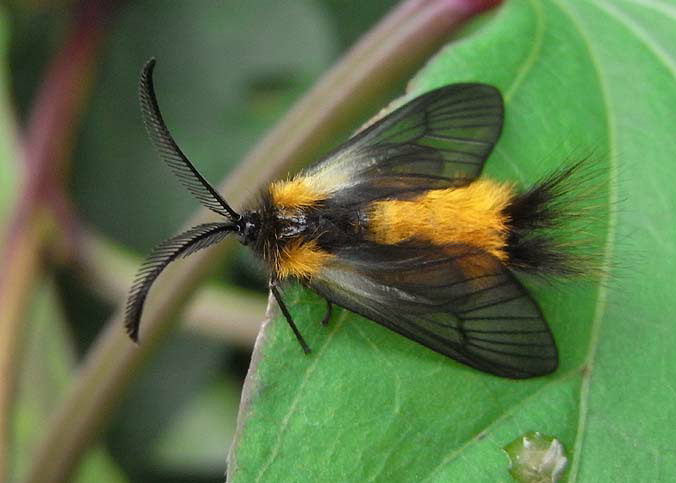 蛾が苦手な自分でも格好いい 可愛い 美しいなどと思える蛾を教えて下さい Yahoo 知恵袋