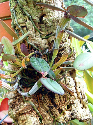 風蘭について質問です。 - 海の流木（アク塩抜き済み）に風蘭を