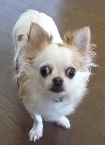 極小チワワ専門って普通ですか チワワは小さければ小さいほ Yahoo 知恵袋