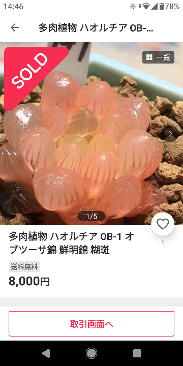 メルカリで多肉植物ハオルチアOB-1オブツーサ錦鮮明錦糊斑って